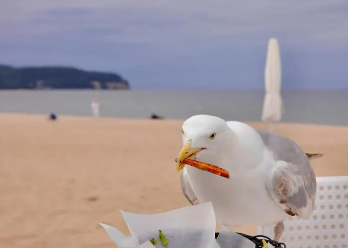 Apartament Gedania *